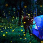 5 destinos para conocer algunos de los gigantes más antiguos del planeta »